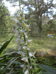Calanthe calanthoides