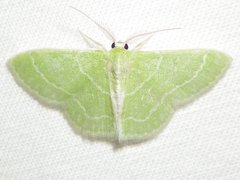 Synchlora aerata