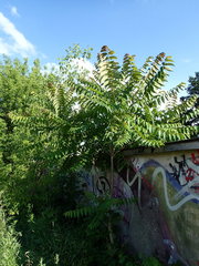 Ailanthus altissima