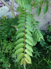 Ailanthus altissima