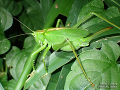 Tettigonia orientalis