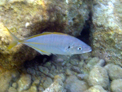 Pseudocaranx dentex