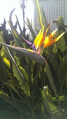 Strelitzia reginae
