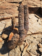 Hoodia