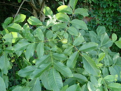 Juglans regia