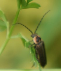 Atalantycha dentigera