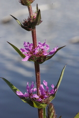 Lythrum salicaria