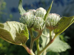 Arctium tomentosum