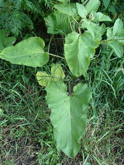 Arctium tomentosum