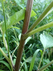 Arctium tomentosum