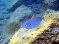 Pseudocaranx dentex
