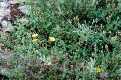 Cistus lasianthus alyssoides