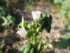 Malva neglecta