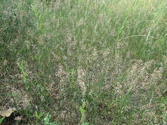 Poa compressa