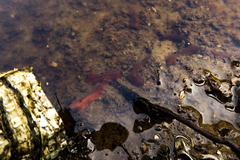 Polycladida
