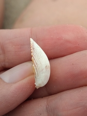 Dallocardia quadragenaria