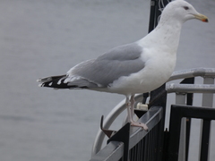 Larus argentatus