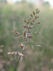 Poa compressa