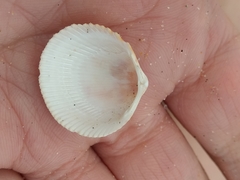 Dallocardia quadragenaria