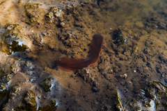 Polycladida