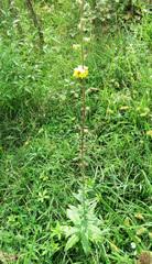 Verbascum