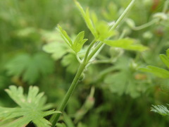 Geranium pusillum