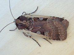 Parabagrotis exsertistigma
