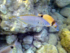 Pseudocaranx dentex