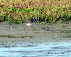Charadrius hiaticula