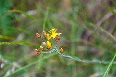 Hypericum linariifolium