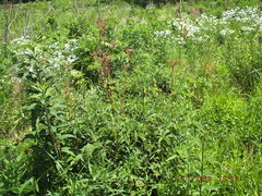 Filipendula rubra