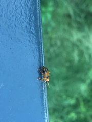 Phyllobrotica quadrimaculata