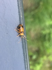 Phyllobrotica quadrimaculata