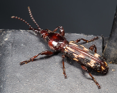 Arrhenodes minutus