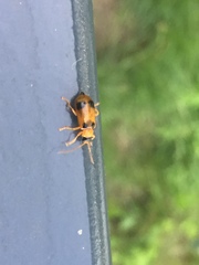 Phyllobrotica quadrimaculata