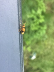 Phyllobrotica quadrimaculata