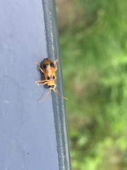 Phyllobrotica quadrimaculata