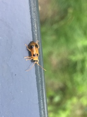 Phyllobrotica quadrimaculata
