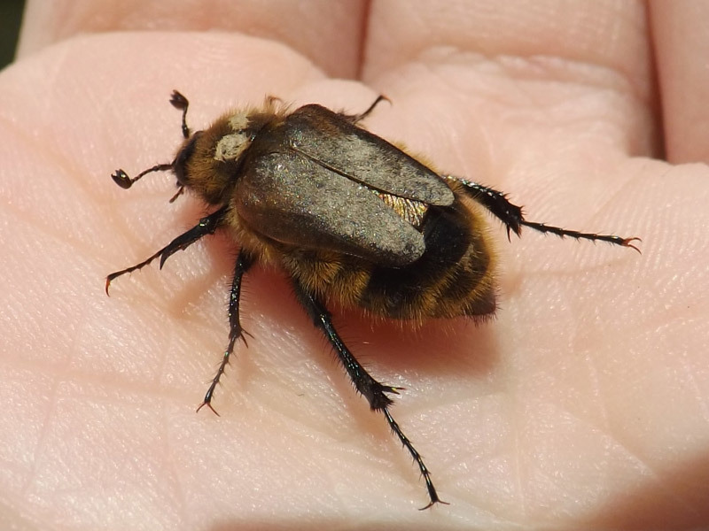 Glaphyrinae