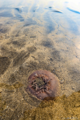 Paracondylactis sinensis