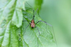 Leiobunum calcar