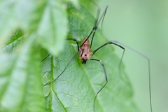 Leiobunum calcar