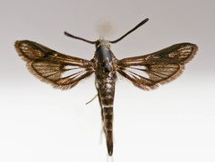 Carmenta suffusata