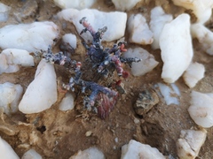 Portulacaria pygmaea