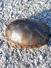 Kinosternon subrubrum