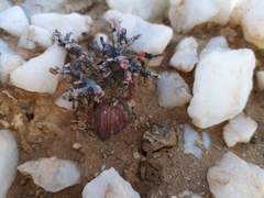 Portulacaria pygmaea