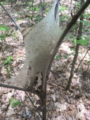 Malacosoma americana