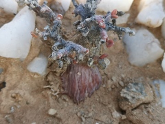 Portulacaria pygmaea