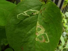 Aulagromyza hendeliana