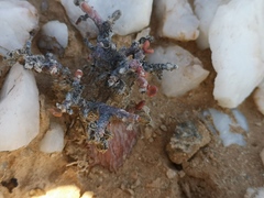 Portulacaria pygmaea